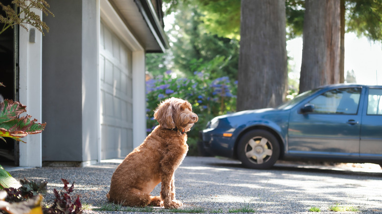 A brown dog sitting on a driveway.