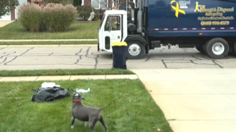 A pit bull standing in a yard, looking at a garbage truck.