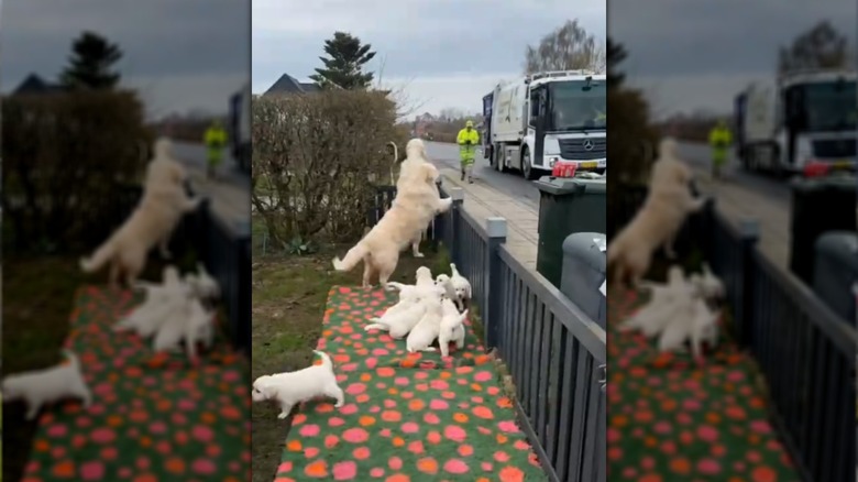 A group of golden retrievers eagerly await the garbage truck.