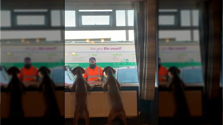 Two Vizslas staring at a garbage man through a window.