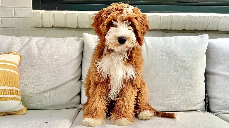 Goldendoodle sitting on a couch