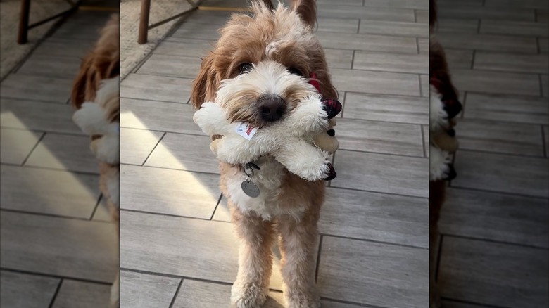 Goldendoodle holding toy in mouth