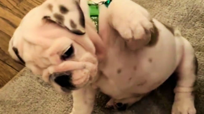 Bulldog pup raises paw to shake.