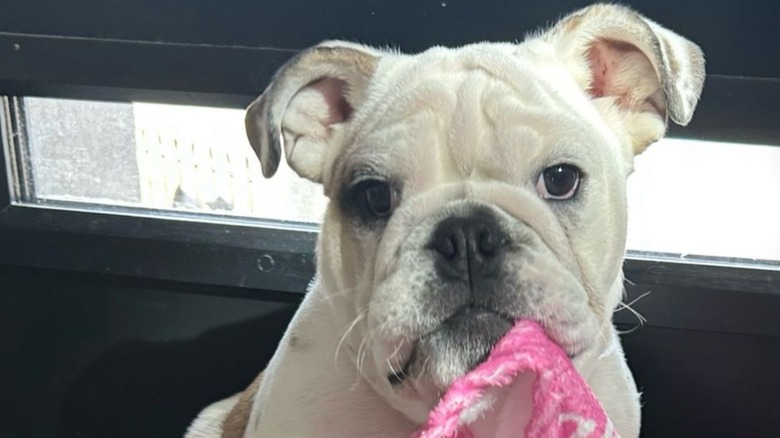 Bulldog pup looking adorable with blanket.