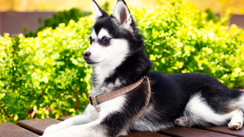An Alaskan klee kai lays on a table in a park.