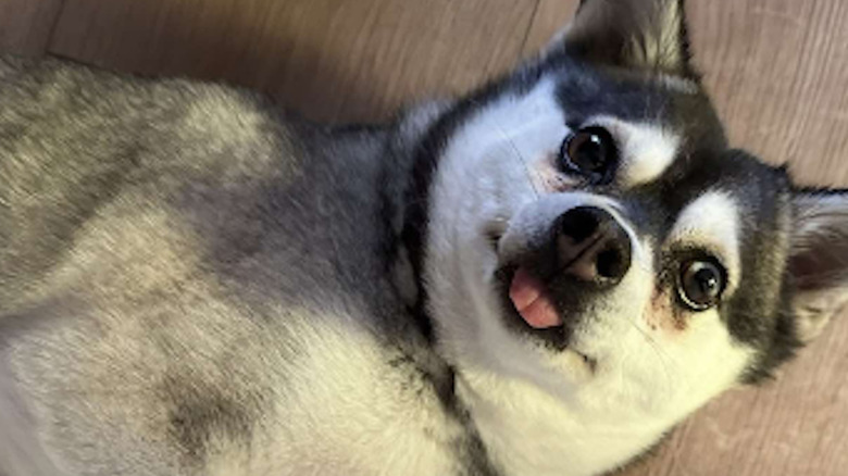 An adult Alaskan klee kai named Lucy from TikTok still looks like a puppy.