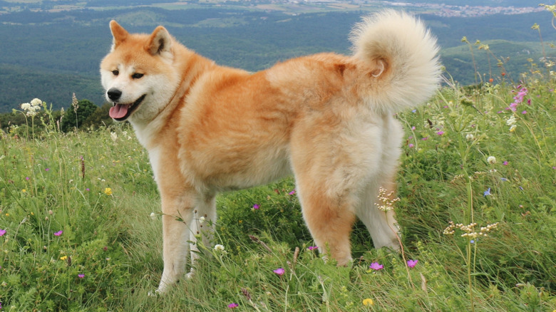 A Japanese Akita enjoying life on a hillside.
