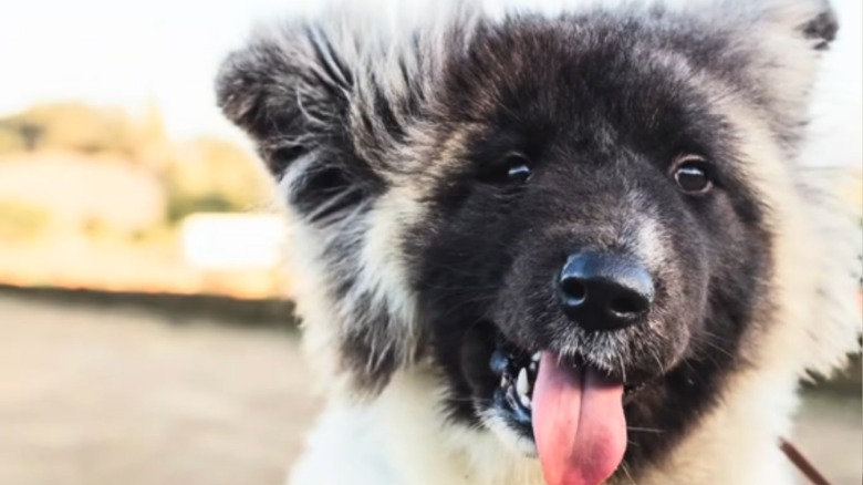 Laika the akita mix is a stunning rescue dog looking for a home.