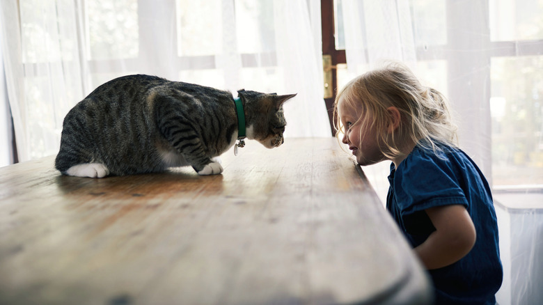 Cat on table sniffing girl seated near table