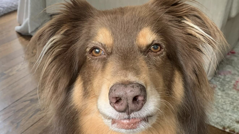Close up of Finn