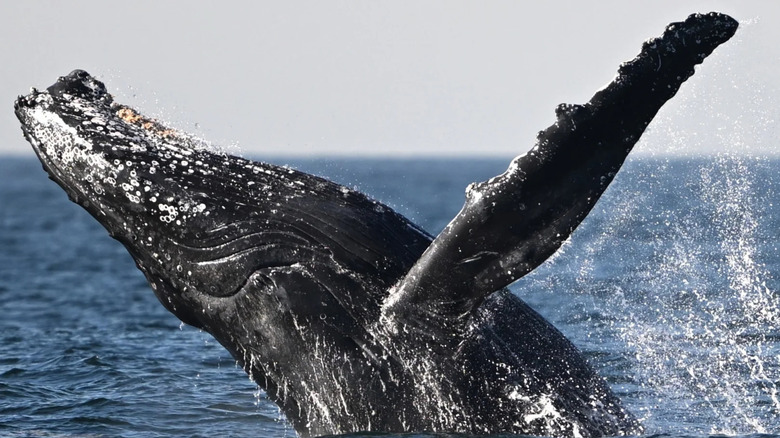 Gray whale halfway out of water