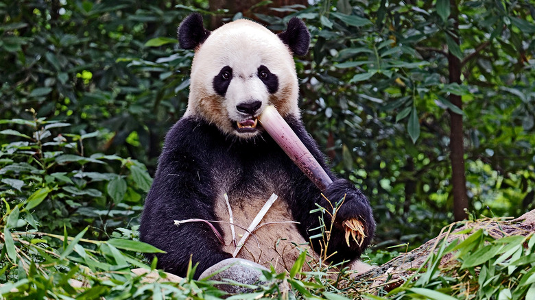 Giant panda bear eating bamboo while looking at camera