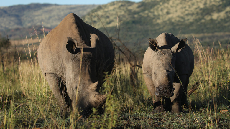 Southern white rhinoceros with calf
