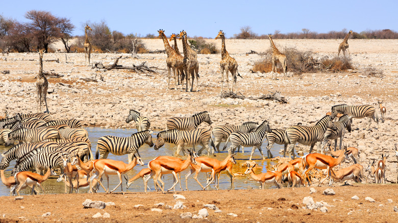 Watering hole with zebras, giraffes, and springbok