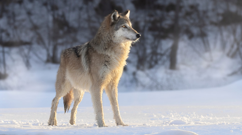Adult North American gray wolf outside in snow-covered woods