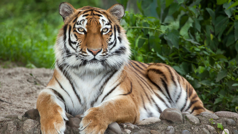 Siberian tiger lying down outside