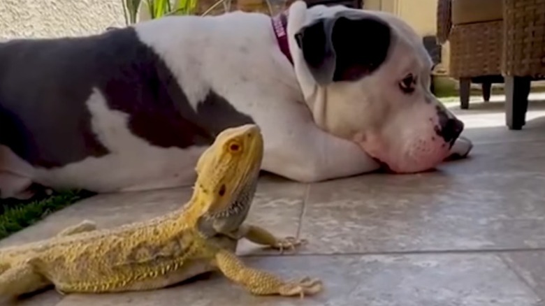 American bulldog lying down with pet bearded dragon outdoors