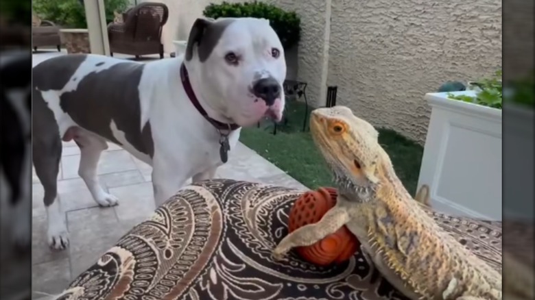 American bulldog with pet bearded dragon outdoors