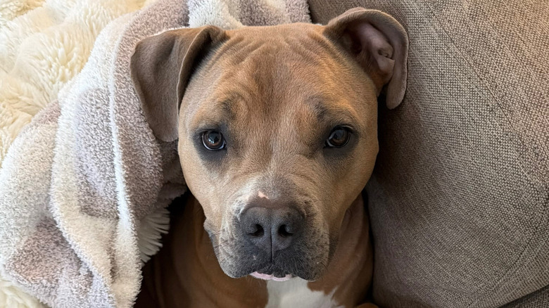 American bully dog gazing at the camera
