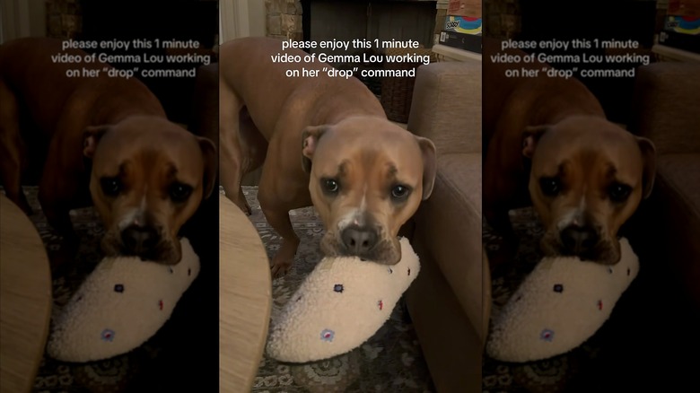 American bully dog carrying a slipper in her mouth