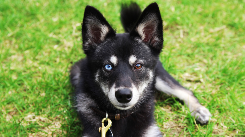 Alaskan Klee Kai with heterochromia.