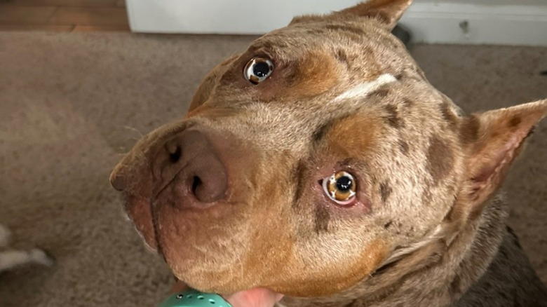 American bully with marble blue-brown eyes.