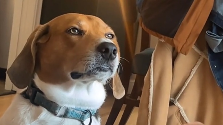 An American foxhound standing indoors.