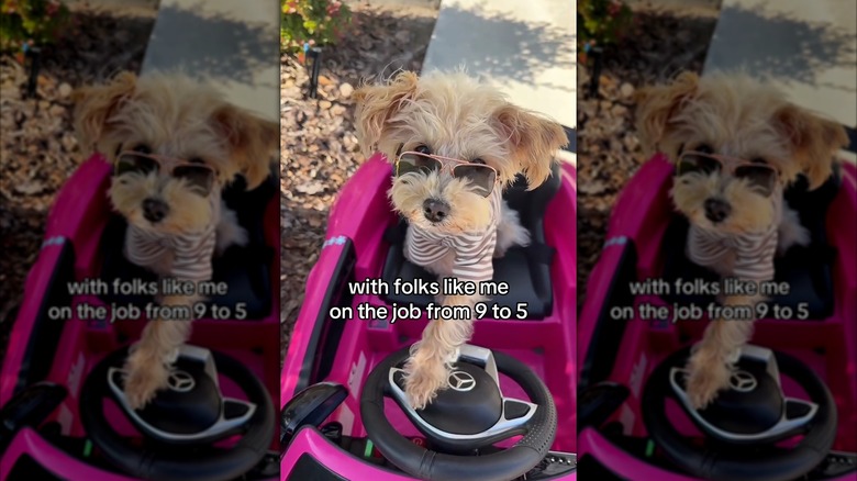 Toy schnoodle dog wearing sunglasses and a shirt sitting in a little pink car