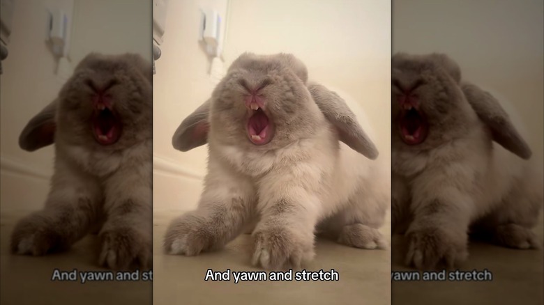 A gray rabbit doing a big stretch and yawn