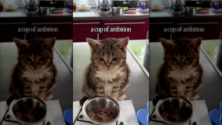 Cat in front of a food dish