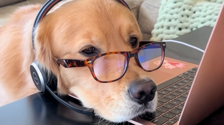 Golden retriever wearing glasses and a telemarketing headset with his head resting on a laptop