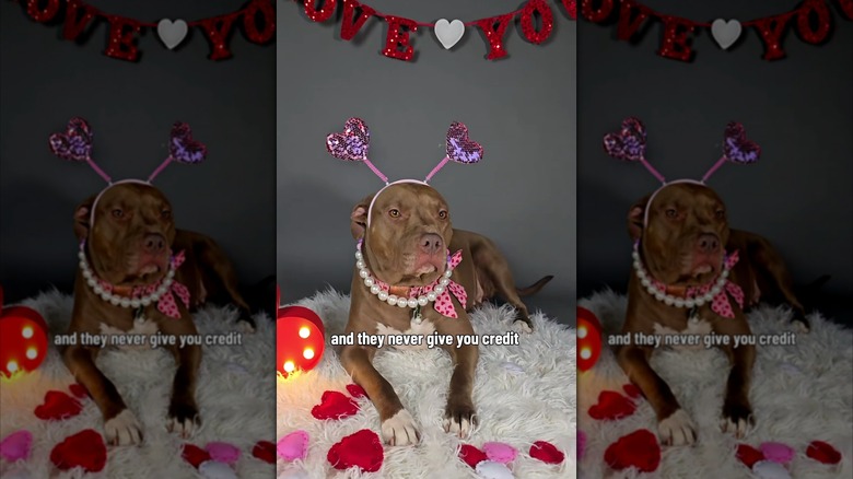 Pit bull wearing Valentine's deely bobbers