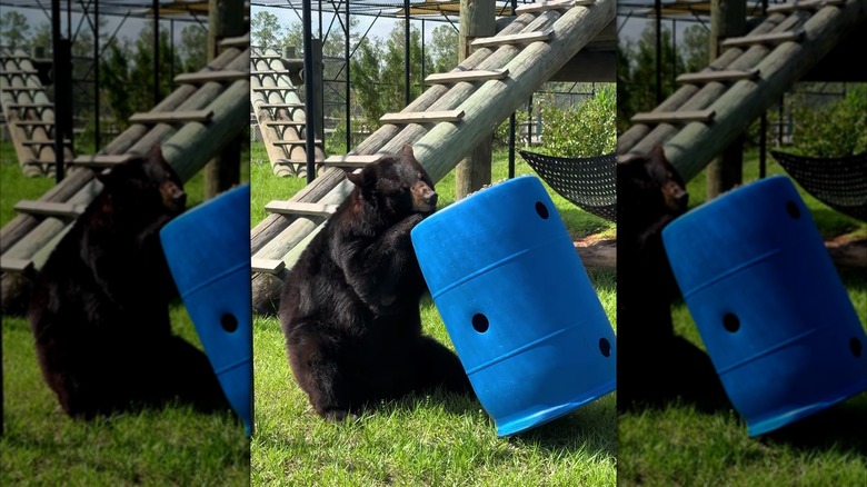 Black bear pulling a blue barrel toward her