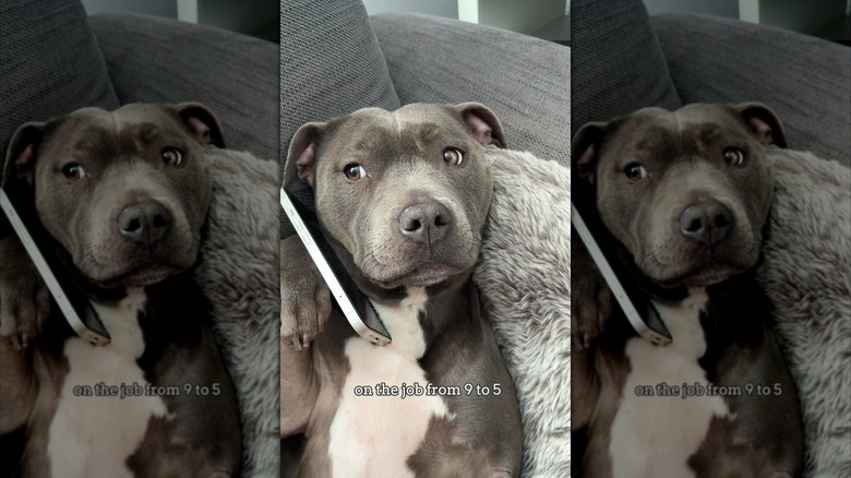 English Staffordshire bull terrier with her heading pressed up against a cellphone