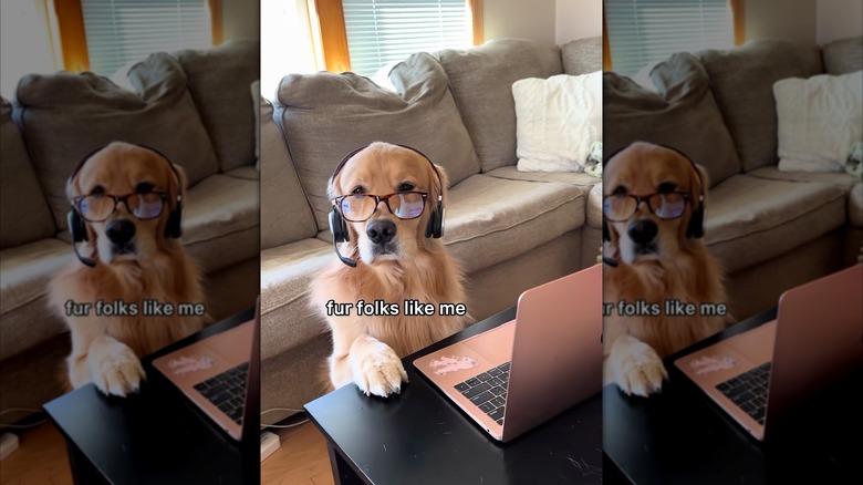 Golden retriever wearing glasses and a telemarketing headset in front of a laptop computer