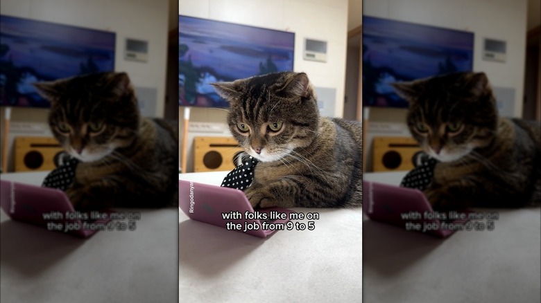 Cat wearing a necktie looking at a miniature laptop computer