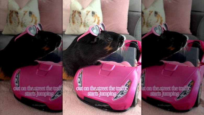 Guinea pig wearing heart-shaped glasses leaning on a little pink car