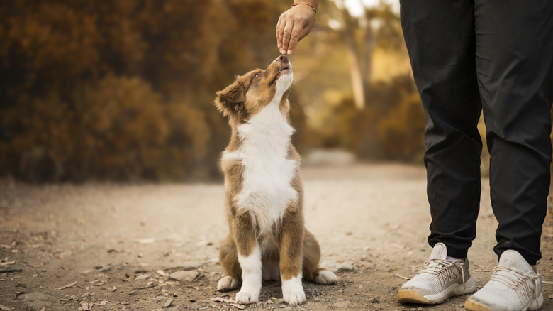 A white and brown Australian shepherd puppy doing a trick with a human