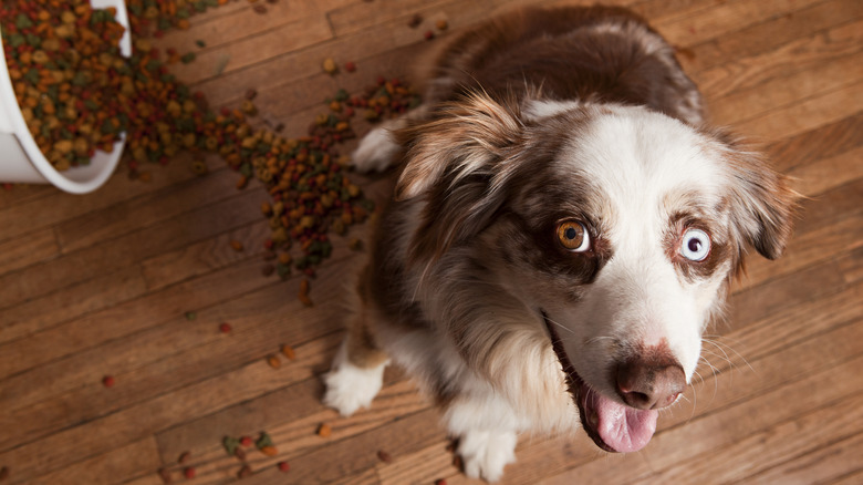 Australian husky looking up at the camera sitting next to a tipped trash can full of dog food.