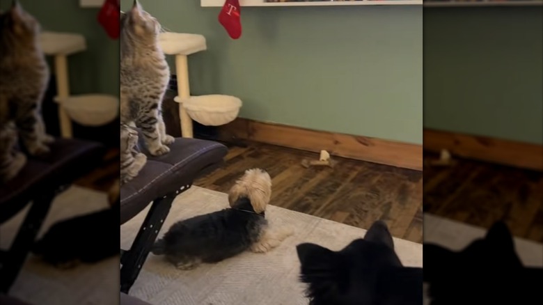 Goose, Rooster, Maverick, and Toady watching TV