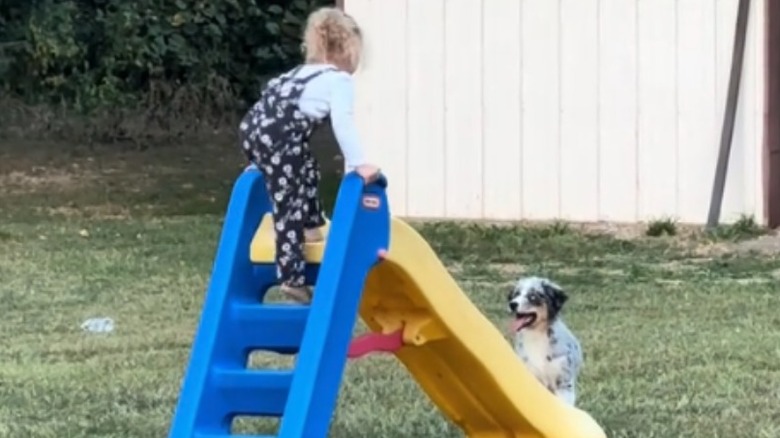 Girl playing on slide with Australian shepherd puppy