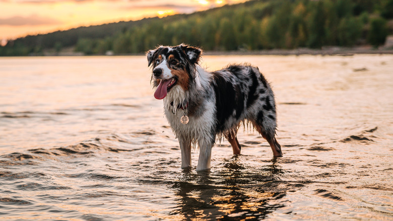 Australian shepherd standing in shallow water at the beach