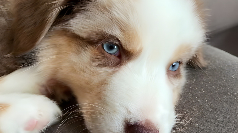 Australian shepherd puppy staring at the camera