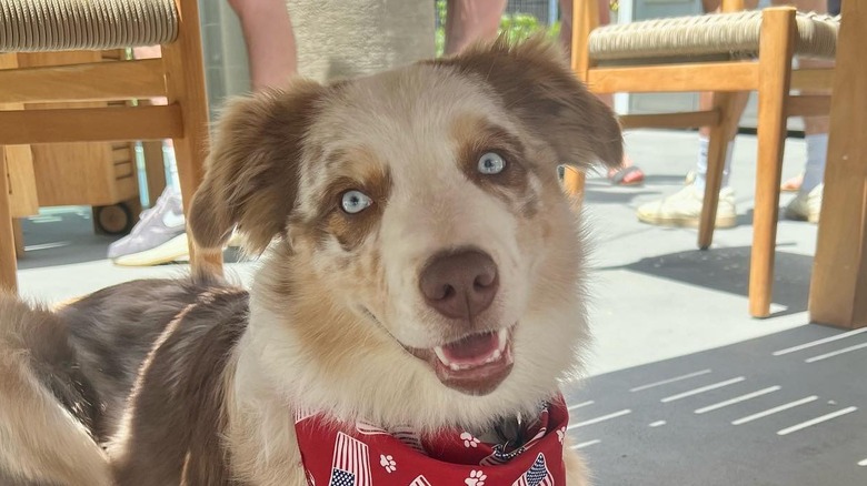 Australian shepherd staring at the camera