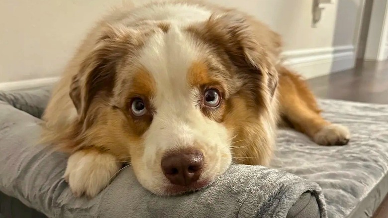 Australian shepherd stares straight ahead.