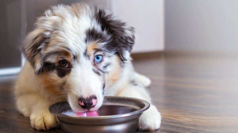 Australian Shepherds Create A Splash Zone With Water Bowl Like True Troublemakers