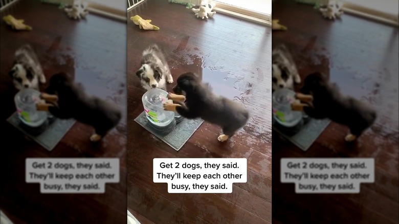 Two Australian shepherd puppies making a mess playing with their water dispenser
