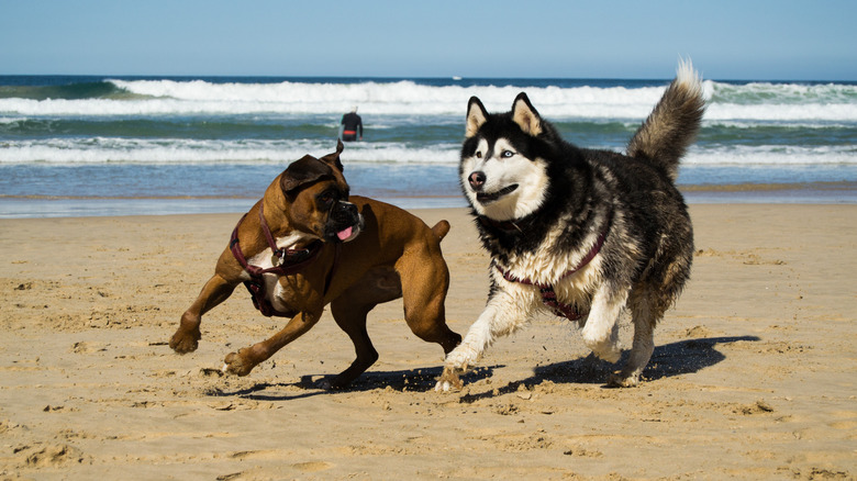 Boxer dog and Siberian husky playing at the beach
