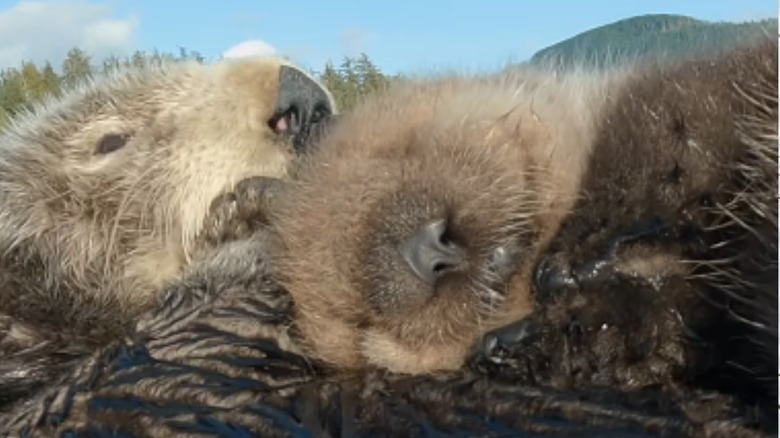 A sea otter floating on its back with its pup on its chest.