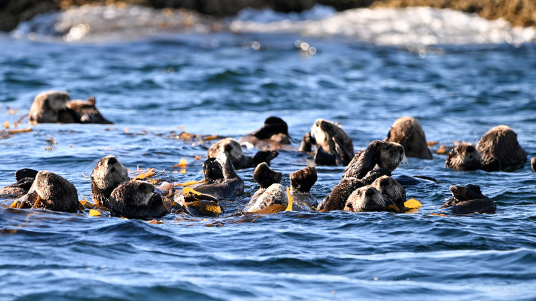 A group of sea otters playing in the ocean.